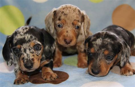 Blue Merle Dachshund For Sale | PETSIDI