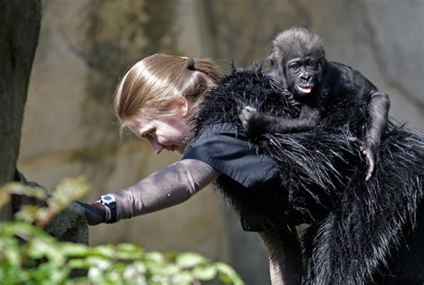 Zoo Debuts Baby Gorilla with 'Human Parents' | CTV News