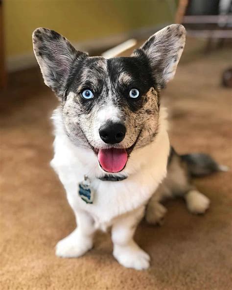 Corgi Husky Mix: All You Need to Know about Horgi Dog - K9 Web