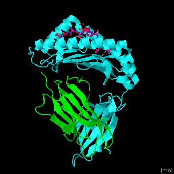 Major histocompatibility complex - Proteopedia, life in 3D