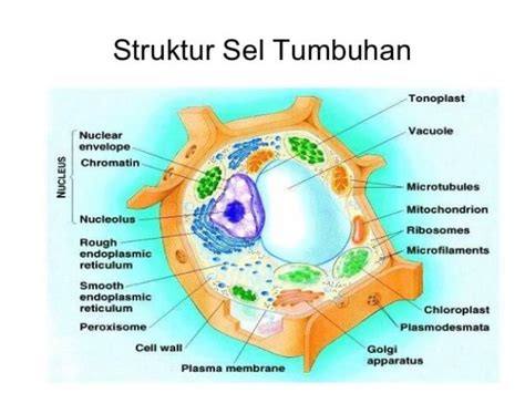 √ Sel Tumbuhan dan Fungsinya | Gambar dan Penjelasannya