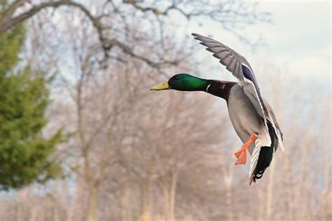 Mallard landing Photograph by Asbed Iskedjian | Fine Art America