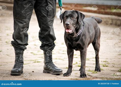 Police Dog Stock Photo - Image: 28339730