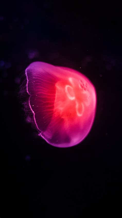 Pink Jellyfish Dark 4K iPhone Wallpaper