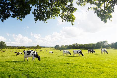 How Many Cows Are In New Zealand - All About Cow Photos