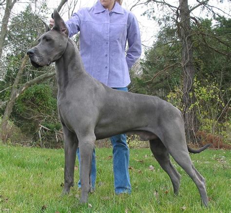 Great Dane Dog Breed » Information, Pictures, & More