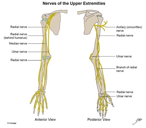 Anatomy Of Nerves In Arm Anatomical Charts Posters | The Best Porn Website