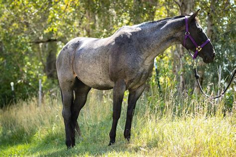 Roan Horses: Blue, Red, and more Roan Colors, and Facts