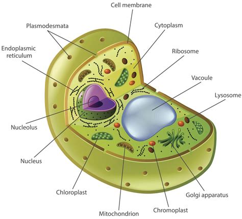 A Labeled Diagram That Explains the Function of Nucleolus - Biology Wise