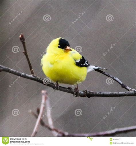 American Goldfinch & X28;male, Breeding& X29; Stock Image - Image of ...