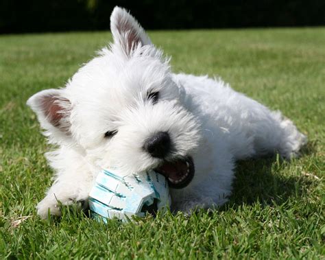 West Highland White Terrier Dog Breed - Pictures, Information ...