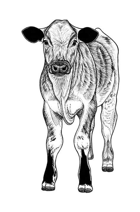 Calf baby cow Drawing by Loren Dowding - Pixels