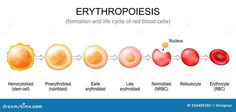 Stages Of Erythropoiesis With Diagram