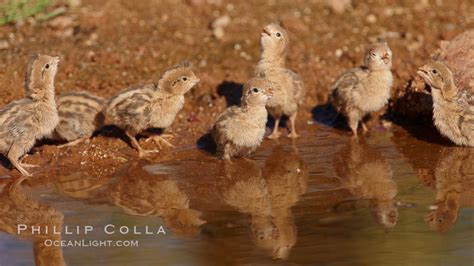 Gambel's quail, chicks, Callipepla gambelii photo, Amado, Arizona