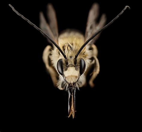 Long-horned bees - Florida Wildflower Foundation