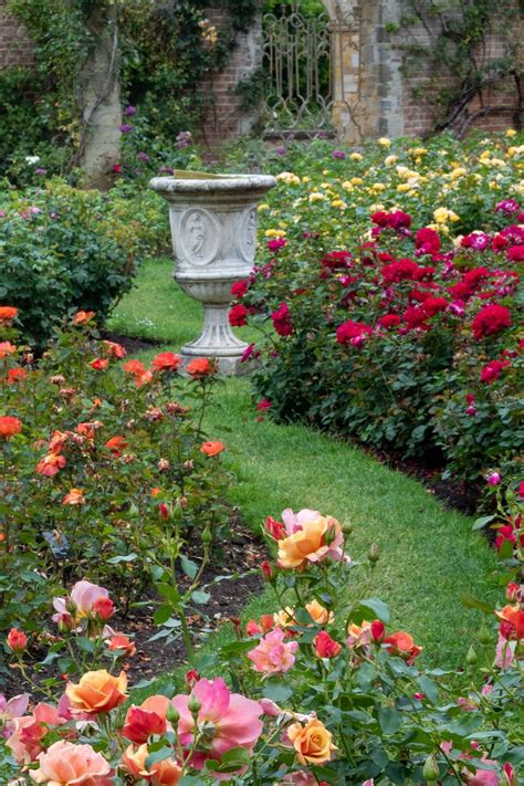 Growing roses - expert tips from Hever Castle rose garden - The Middle ...