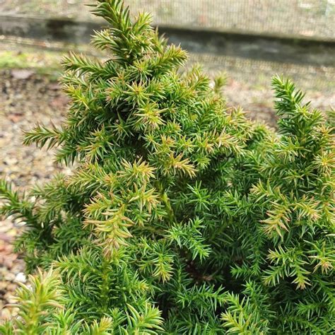 Buy Japanese cedar Cryptomeria japonica 'Vilmoriniana': Delivery by ...