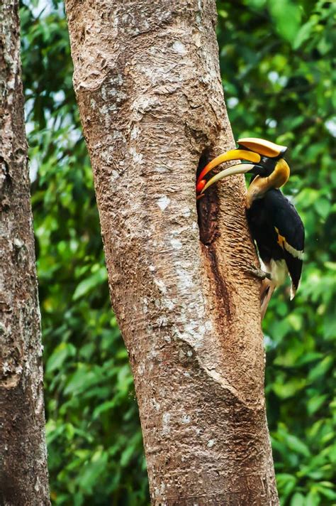 Male Great Hornbill Feeding the Female at the Nest Stock Image - Image ...