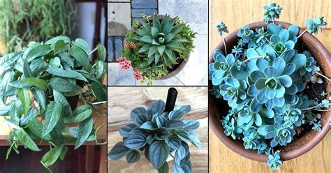 20 Pictures of Mind Blowing Blue Foliage Houseplants from Instagram