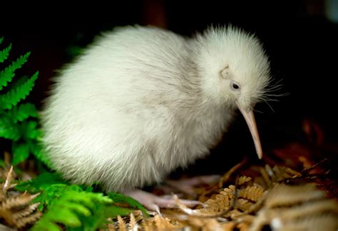 Baby White Kiwi Bird - Pets