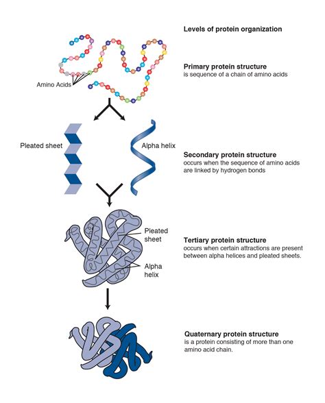 Fajarv: Protein Structure