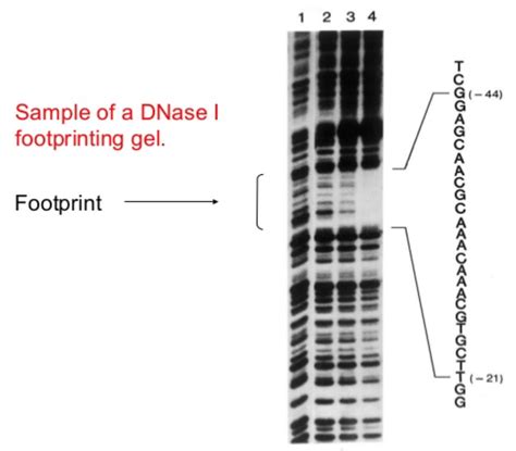 Help - MC DNA Analysis Sasa