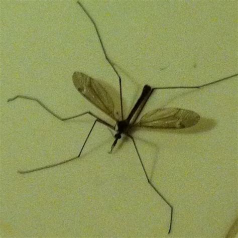 Mosquito eater | Project Noah