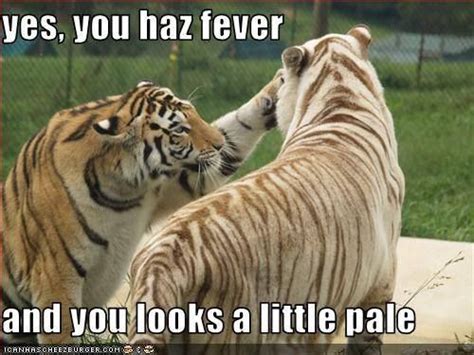 Tiger Fever / Tiger meme Funny Animal Memes, Cat Memes, Funny Cats ...