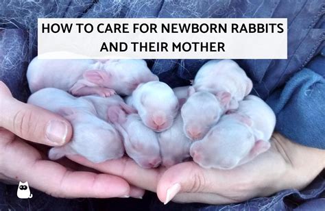 How To Take Care Of Baby Rabbits - Askexcitement5