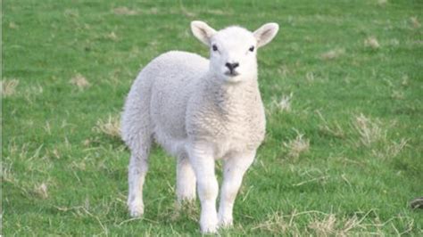 William Blake’s Lamb | The Lamb Meaning William Blake, Structure ...