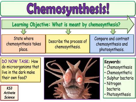 Chemosynthesis KS3 Activate Science | Teaching Resources