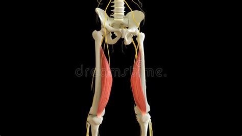 Vastus Medialis Muscle Anatomy for Medical Concept 3D Rendering Stock ...