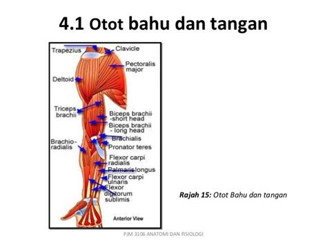 Sistem otot anantha