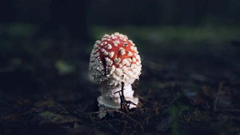 Is Amanita muscaria Edible? Yes and No - Untamed Science