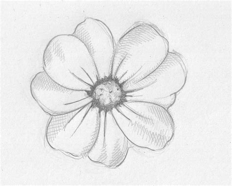 Drawing Pictures Of Flowers That Are Easy at PaintingValley.com ...