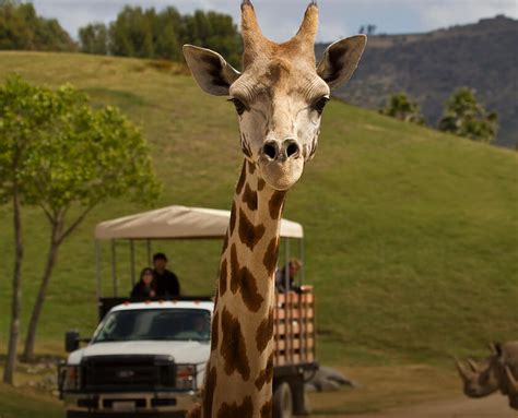 Wildlife Safari | San Diego Zoo Safari Park