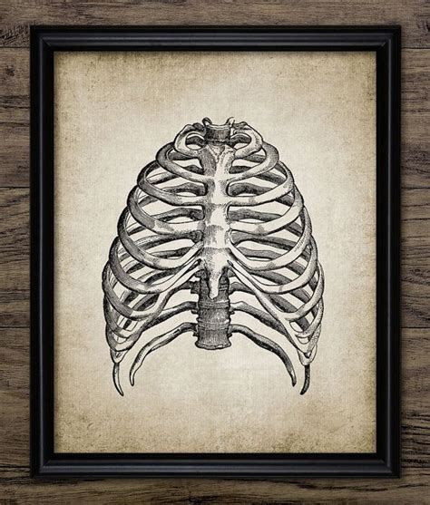 Rib Cage Print Human Anatomy Vintage Human by InstantGraphics Human Rib ...