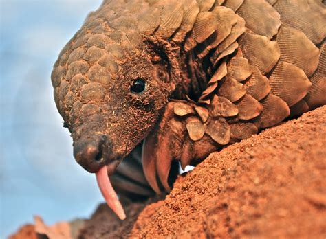 Temminck's Pangolin Smutsia temminckii – Palm Oil Detectives