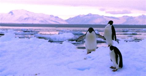 Penguin Genomes Reveal Clues About Their Past and Future