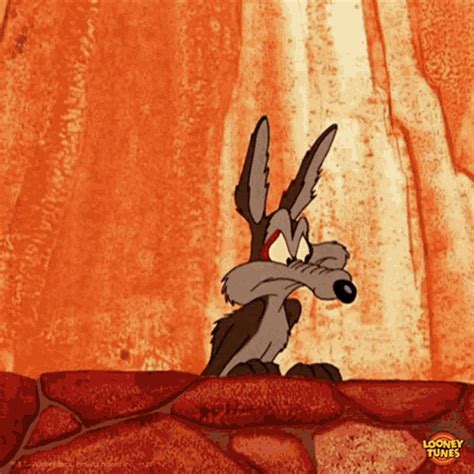 Wile Coyote Roadrunner GIFs | Tenor