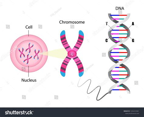 Diagram Chromosome Dna Structure Molecular Biology: เวกเตอร์สต็อก (ปลอด ...