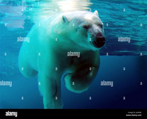 Polar Bear Swimming Underwater Stock Photo, Royalty Free Image: 4769717 ...