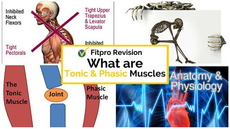 What are Tonic and Phasic Muscles?