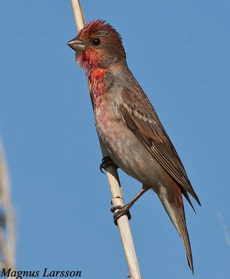 Common Rosefinch - Carpodacus erythrinus - Species Information and Photos