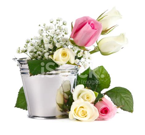 Roses In Bucket Stock Photo | Royalty-Free | FreeImages