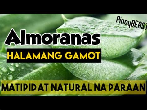 Halamang Gamot Para Sa Sakit Na Almoranas