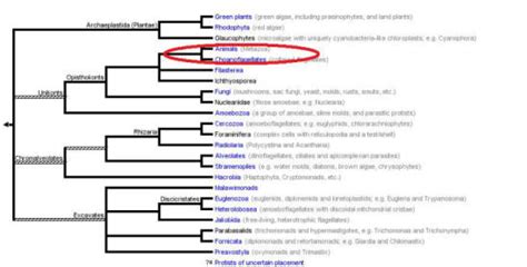 Sponge Classification