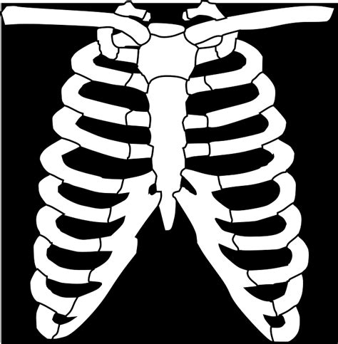 Download Ribs, Skeleton, Human. Royalty-Free Vector Graphic - Pixabay