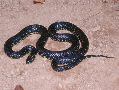 Black Kingsnake (Lampropeltis getula nigra); Image ONLY