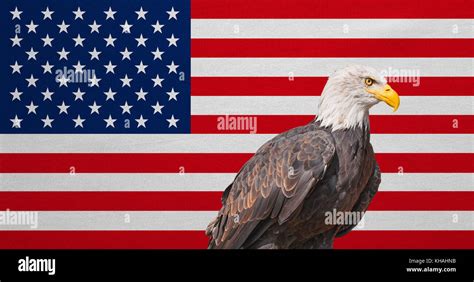 American flag and Bald Eagle. National symbols of USA. Patriotic US ...